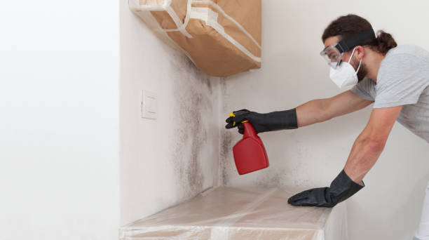 Professional Attic Mold Removal technician working in Northport, MI