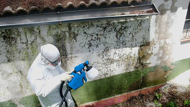 Trusted Attic Mold Removal service in Northport, MI - Cheap Mold Removal